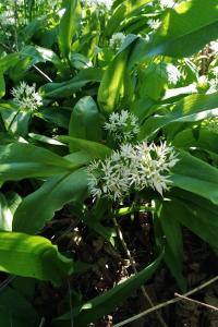<i>Allium ursinum</i>