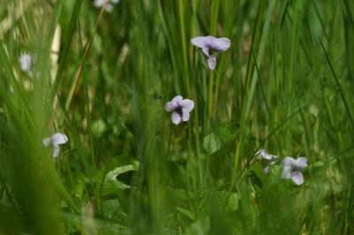 <i>Viola palustris</i>