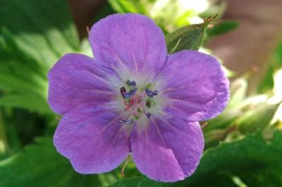 <i>Geranium sylvaticum</i>