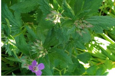 <i>Geranium sylvaticum</i>