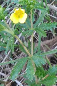 <i>Potentilla erecta</i>