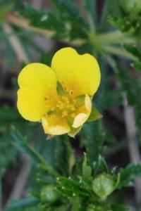 <i>Potentilla erecta</i>