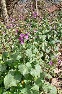 <i>Lunaria annua</i>