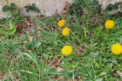 <i>Taraxacum</i>