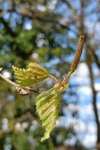 <i>Betula pendula</i>