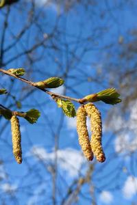<i>Betula pendula</i>