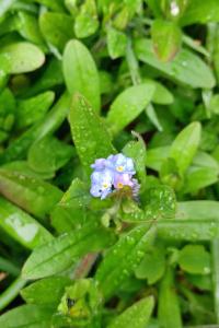 <i>Myosotis</i>