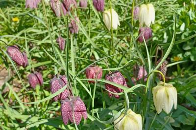 <i>Fritillaria meleagris</i>