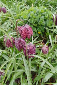 <i>Fritillaria meleagris</i>