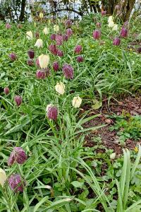 <i>Fritillaria meleagris</i>
