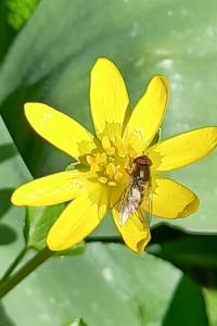 <i>Ficaria verna</i>
