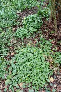 <i>Ficaria verna</i>