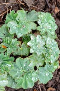 <i>Alchemilla</i>