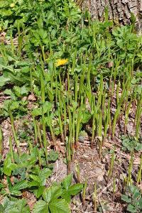 <i>Convallaria majalis</i>