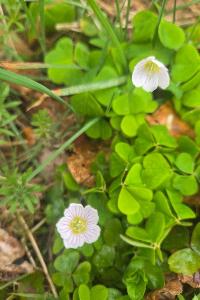 <i>Oxalis acetosella</i>