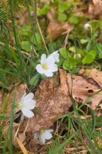 <i>Oxalis acetosella</i>