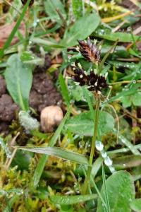 <i>Luzula campestris</i>