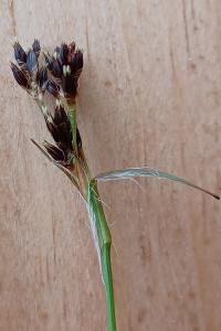 <i>Luzula campestris</i>
