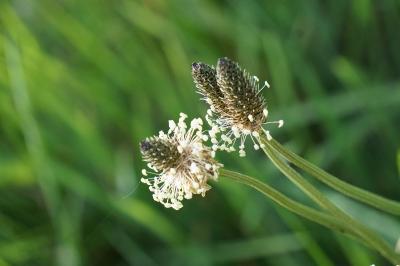 <i>Plantago lanceolata</i>