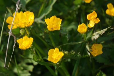 <i>Ranunculus acris</i>