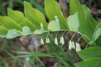 <i>Polygonatum multiflorum</i>