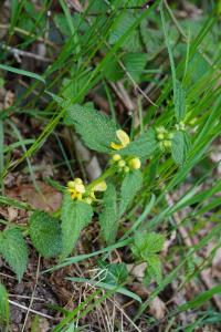 <i>Lamium galeobdolon</i>