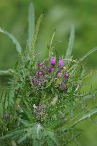 <i>Cirsium palustre</i>