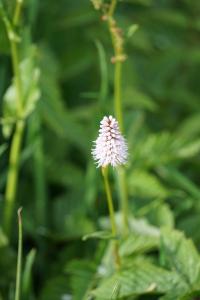 <i>Bistorta officinalis</i>