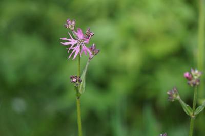 <i>Lychnis flos-cuculi</i>