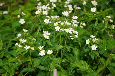 <i>Ranunculus aconitifolius</i>