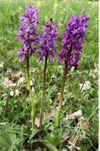 <i>Orchis mascula</i>