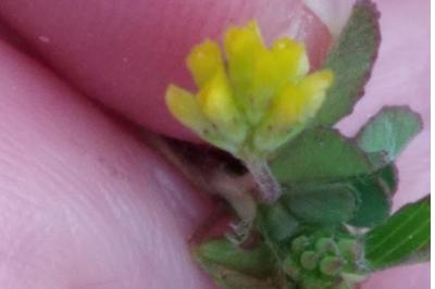 <i>Trifolium dubium</i>