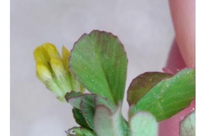 <i>Trifolium dubium</i>