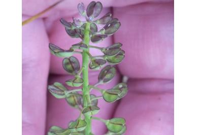 <i>Teesdalia nudicaulis</i>