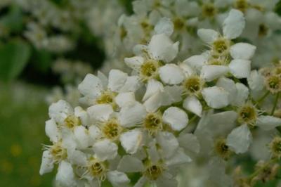 <i>Prunus padus</i>