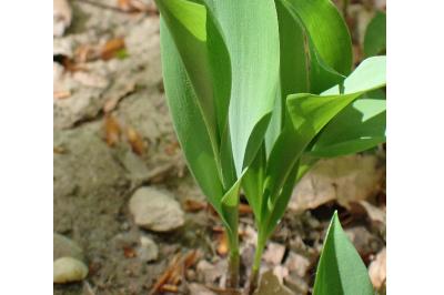 <i>Convallaria majalis</i>