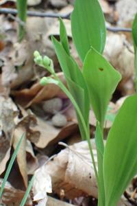 <i>Convallaria majalis</i>