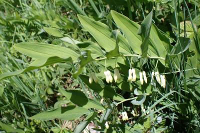 <i>Polygonatum multiflorum</i>