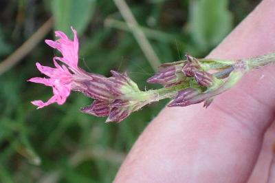 <i>Lychnis flos-cuculi</i>