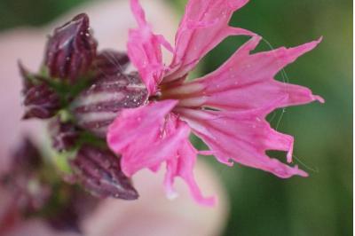 <i>Lychnis flos-cuculi</i>