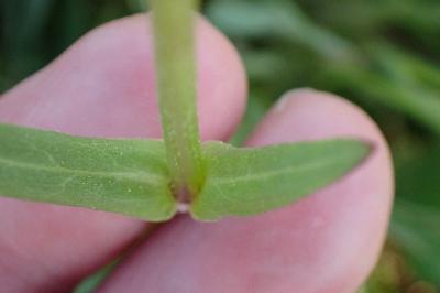 <i>Lychnis flos-cuculi</i>