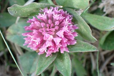 <i>Trifolium medium</i>