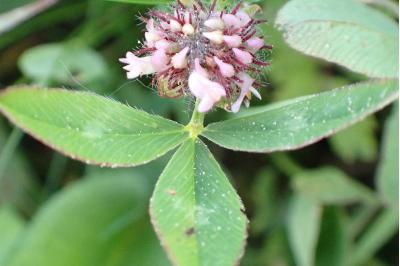 <i>Trifolium fragiferum</i>
