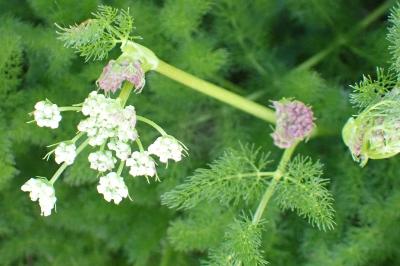 <i>Meum athamanticum</i>
