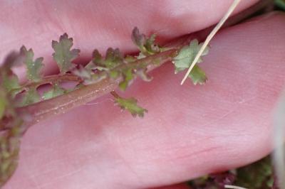 <i>Pedicularis sylvatica</i>