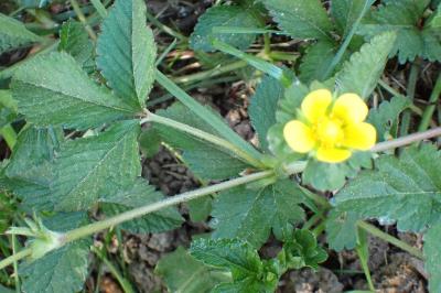 <i>Potentilla indica</i>