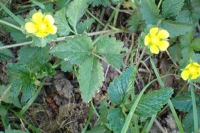 <i>Potentilla indica</i>