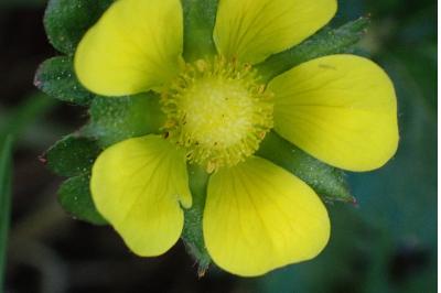 <i>Potentilla indica</i>