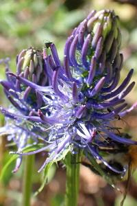 <i>Phyteuma nigrum</i>