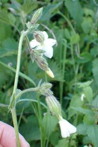 <i>Silene latifolia</i>
